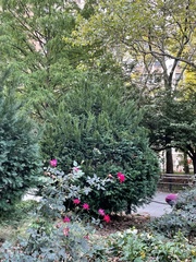 Taxus cuspidata