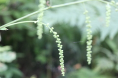 Actaea cimicifuga