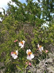Alstroemeria magnifica maxima