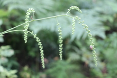 Actaea cimicifuga