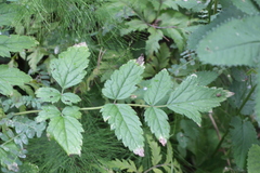 Actaea cimicifuga
