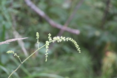 Actaea cimicifuga