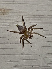 Clubionidae