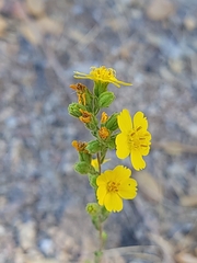 Deinandra mohavensis