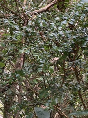 Metrosideros diffusa