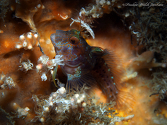 Parablennius marmoreus