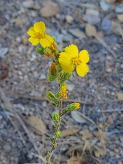 Deinandra mohavensis