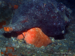 Triplofusus giganteus