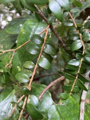 Metrosideros diffusa