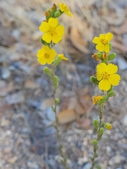 Deinandra mohavensis