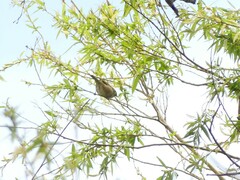 Zosterops lateralis lateralis