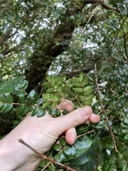 Metrosideros diffusa