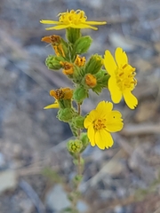 Deinandra mohavensis
