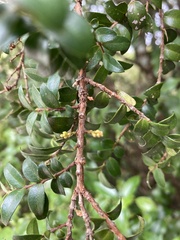 Metrosideros diffusa