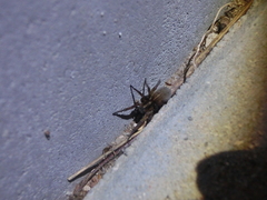 Trochosa