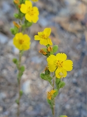 Deinandra mohavensis