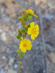 Deinandra mohavensis