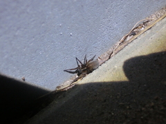 Trochosa