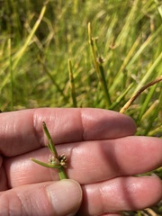 Isolepis prolifera