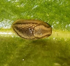 Lehmannia marginata