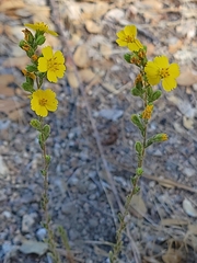 Deinandra mohavensis