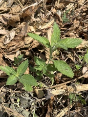 Verbenaceae