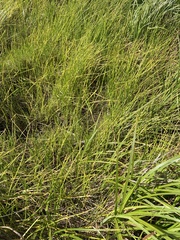 Isolepis prolifera