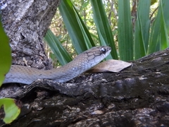 Mastigodryas melanolomus