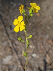Deinandra mohavensis