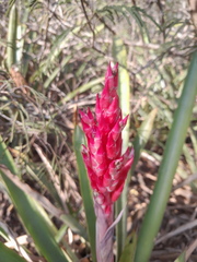 Aechmea distichantha