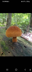 Leucopholiota