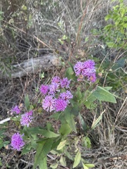 Vernonia baldwinii