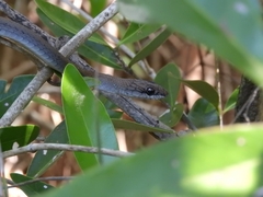 Mastigodryas melanolomus