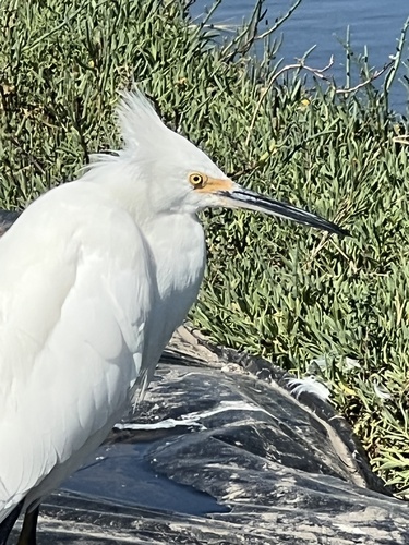 iNaturalist observation photo of Snowy Egret