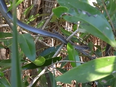 Mastigodryas melanolomus