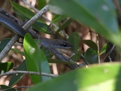 Mastigodryas melanolomus