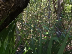 Mastigodryas melanolomus