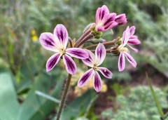 Pelargonium