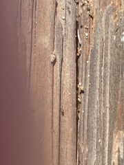 Thaumastocoris peregrinus