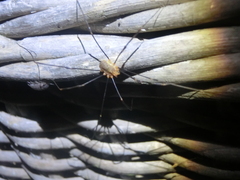 Opiliones