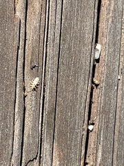 Thaumastocoris peregrinus