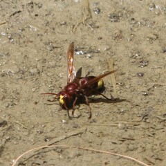 Vespa orientalis