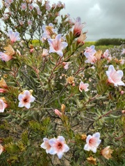 Lobostemon fruticosus