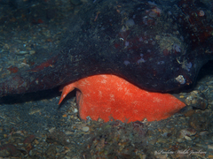 Triplofusus giganteus