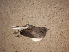 Junco hyemalis