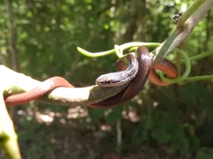 Coniophanes imperialis