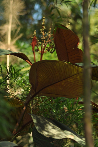 Miconia chartacea