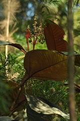 Miconia flammea