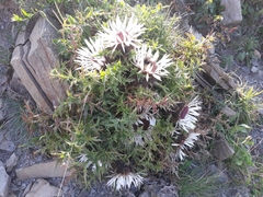 Carlina acaulis