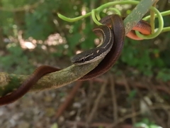 Coniophanes imperialis